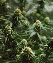 Bio-Hanffeld Bio Hanffeld